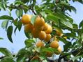 Prunus Domestica